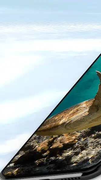Play Turtle Wallpaper Live  and enjoy Turtle Wallpaper Live with UptoPlay