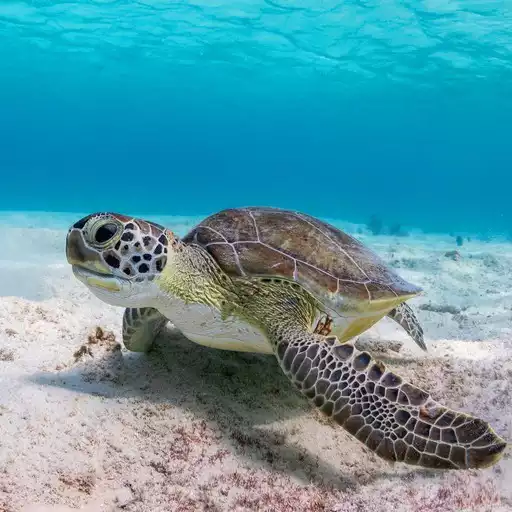 Free play online Turtle Wallpapers APK