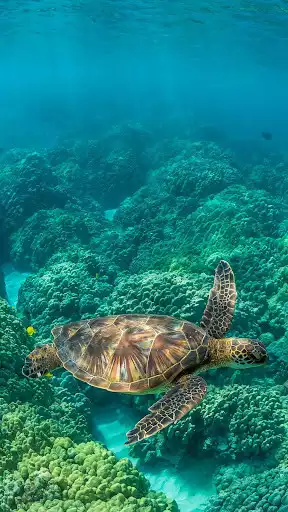 Play Turtle Wallpapers  and enjoy Turtle Wallpapers with UptoPlay