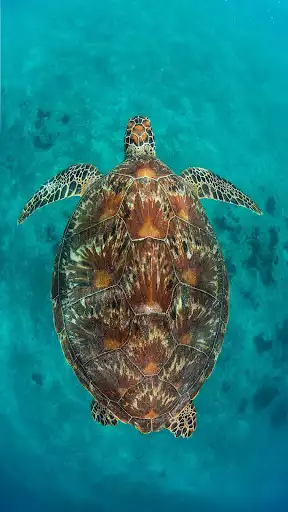 Play Turtle Wallpapers as an online game Turtle Wallpapers with UptoPlay