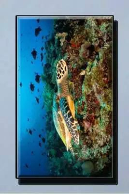 Play Turtle Wallpapers