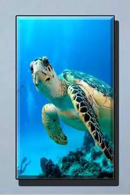 Play Turtle Wallpapers