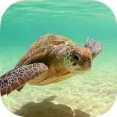 Free play online TURTLE Wallpapers v1 APK