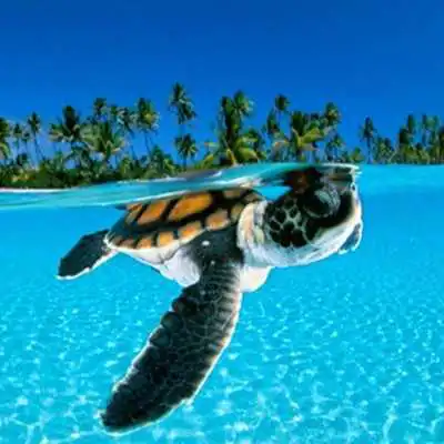 Play TURTLE Wallpapers v1