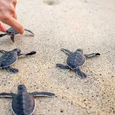 Play TURTLE Wallpapers v1