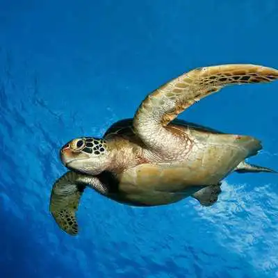 Play TURTLE Wallpapers v1