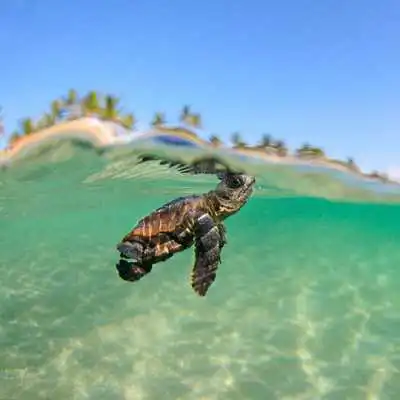 Play TURTLE Wallpapers v1