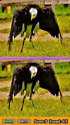 Play Two Different Picture Game