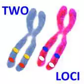 Free play online Two Loci 2.0 APK Free play online Two Loci 2.0 APK