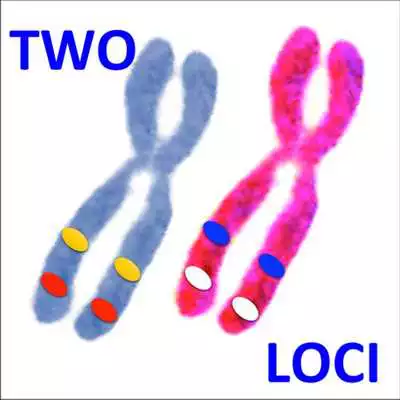 Play Two Loci 2.0