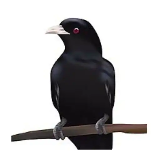 Play Types Of Birds APK Play Types Of Birds APK