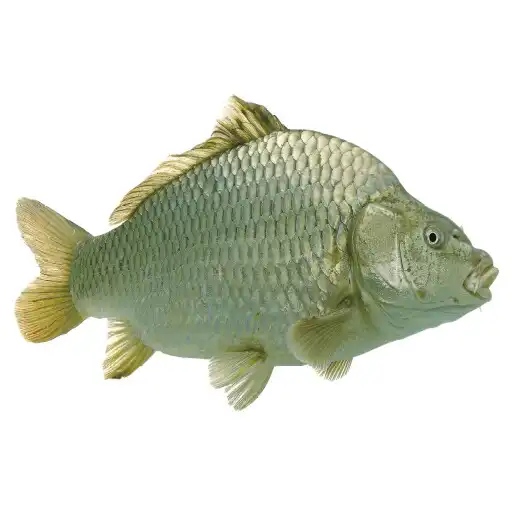 Play Types Of Fish APK Play Types Of Fish APK