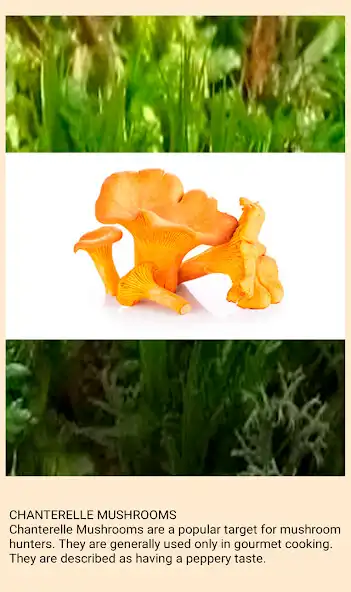 Play Types of mushrooms  and enjoy Types of mushrooms with UptoPlay