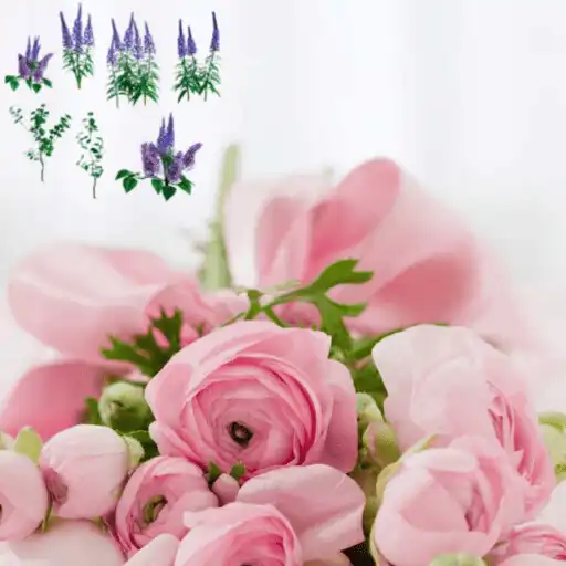 Play Types of roses APK