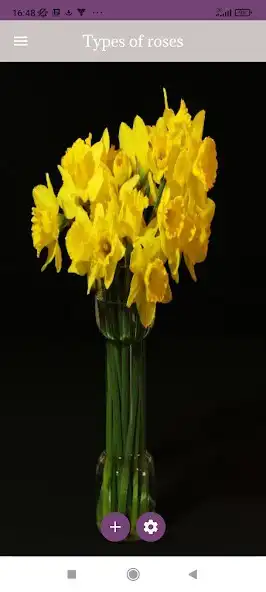 Play Types of roses  and enjoy Types of roses with UptoPlay