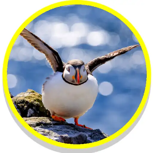 Play UK Birds Sounds APK Play UK Birds Sounds APK