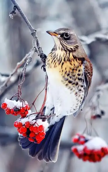 Play UK Birds Sounds  and enjoy UK Birds Sounds with UptoPlay