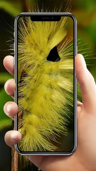 Play Ulat bulu Wallpaper  and enjoy Ulat bulu Wallpaper with UptoPlay