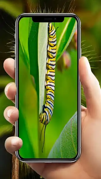 Play Ulat bulu Wallpaper as an online game Ulat bulu Wallpaper with UptoPlay
