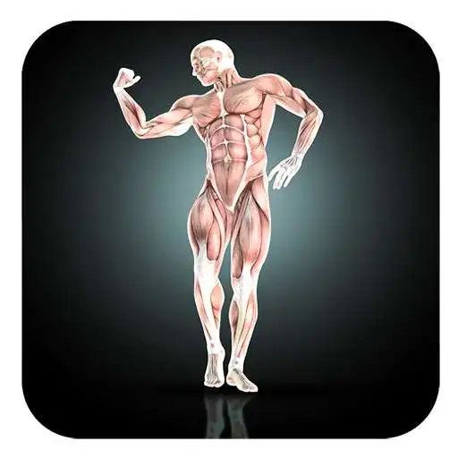 Free play online Ultimate Body Workout Guide APK