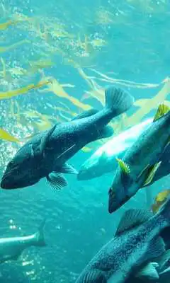 Play Underwater 2016 LWP