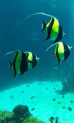 Play Underwater 2016 LWP