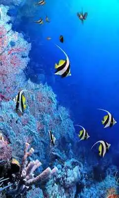 Play Underwater 2016 LWP