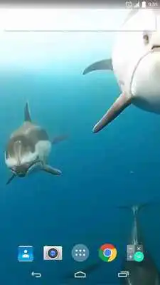 Play Underwater Dolphins Live