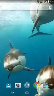 Play Underwater Dolphins Live