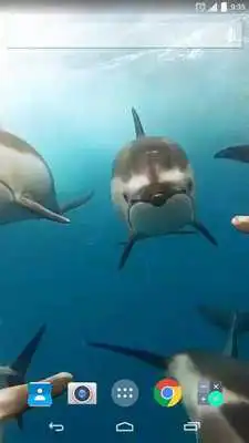 Play Underwater Dolphins Live