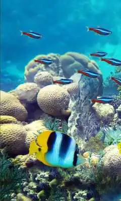 Play Underwater Fishes Live Wallpaper