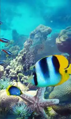 Play Underwater Fishes Live Wallpaper