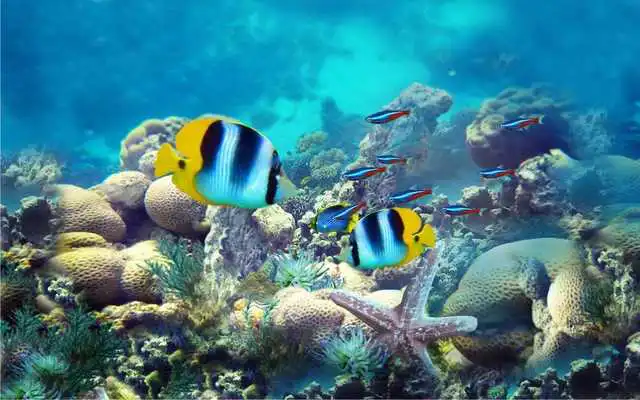 Play Underwater Fishes Live Wallpaper