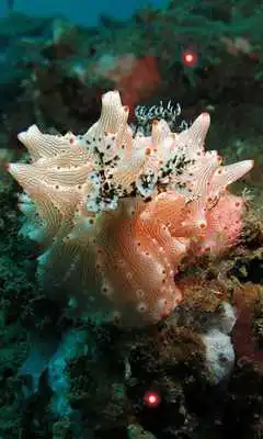 Play Underwater HD Photo Top LWP