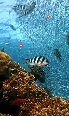 Play Underwater HD Photo Top LWP