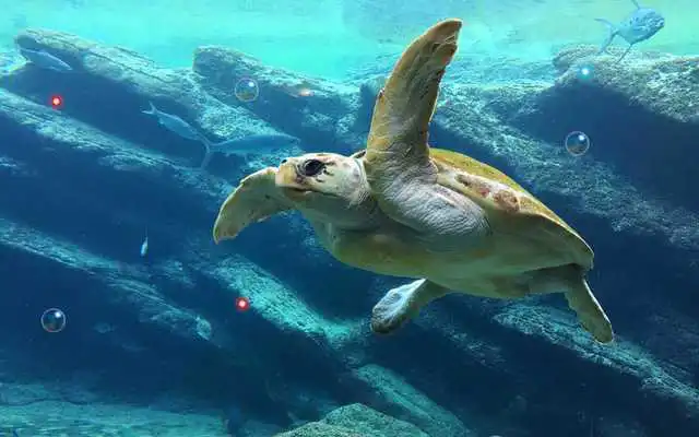 Play Underwater HD Photo Top LWP