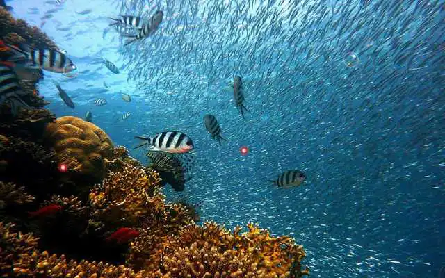 Play Underwater HD Photo Top LWP