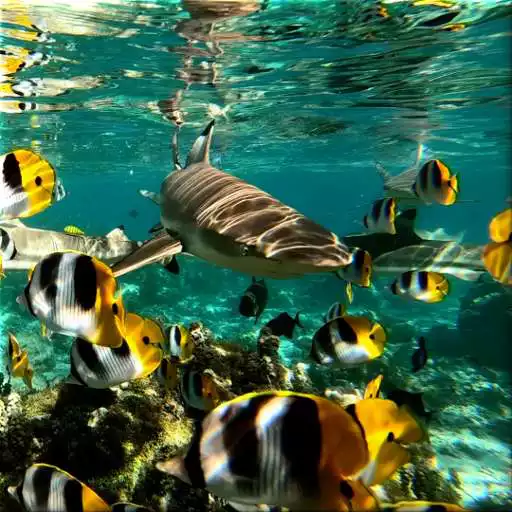 Play Underwater Live Wallpaper APK Play Underwater Live Wallpaper APK