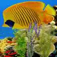 Free play online Underwater Plants LWP APK Free play online Underwater Plants LWP APK