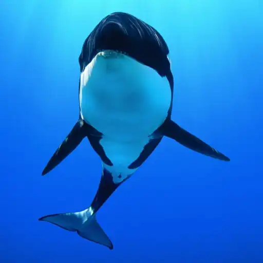 Play Underwater Whale Sounds for Sl APK Play Underwater Whale Sounds for Sl APK