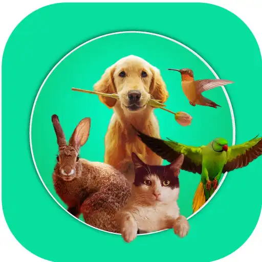 Play Urban pet club APK
