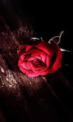 Play Valentine Gothic livewallpaper Play Valentine Gothic livewallpaper
