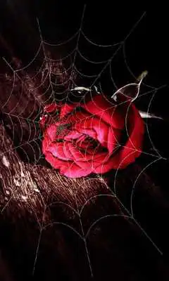 Play Valentine Gothic livewallpaper Play Valentine Gothic livewallpaper