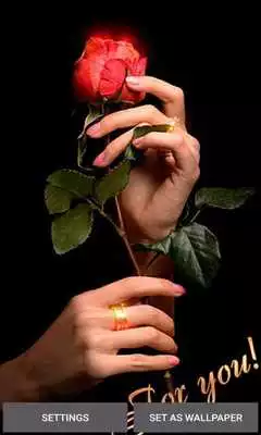 Play Valentine Red Rose LWP Play Valentine Red Rose LWP