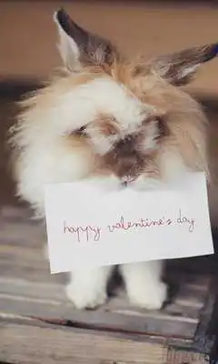 Play Valentines Day Images 2020