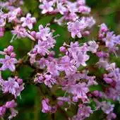 Free play online Valerian Wallpapers APK