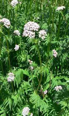 Play Valerian Wallpapers