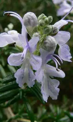 Play Valerian Wallpapers