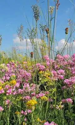 Play Valerian Wallpapers