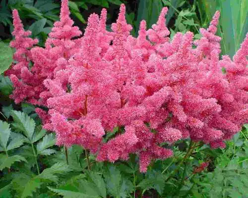 Play Valerian Wallpapers